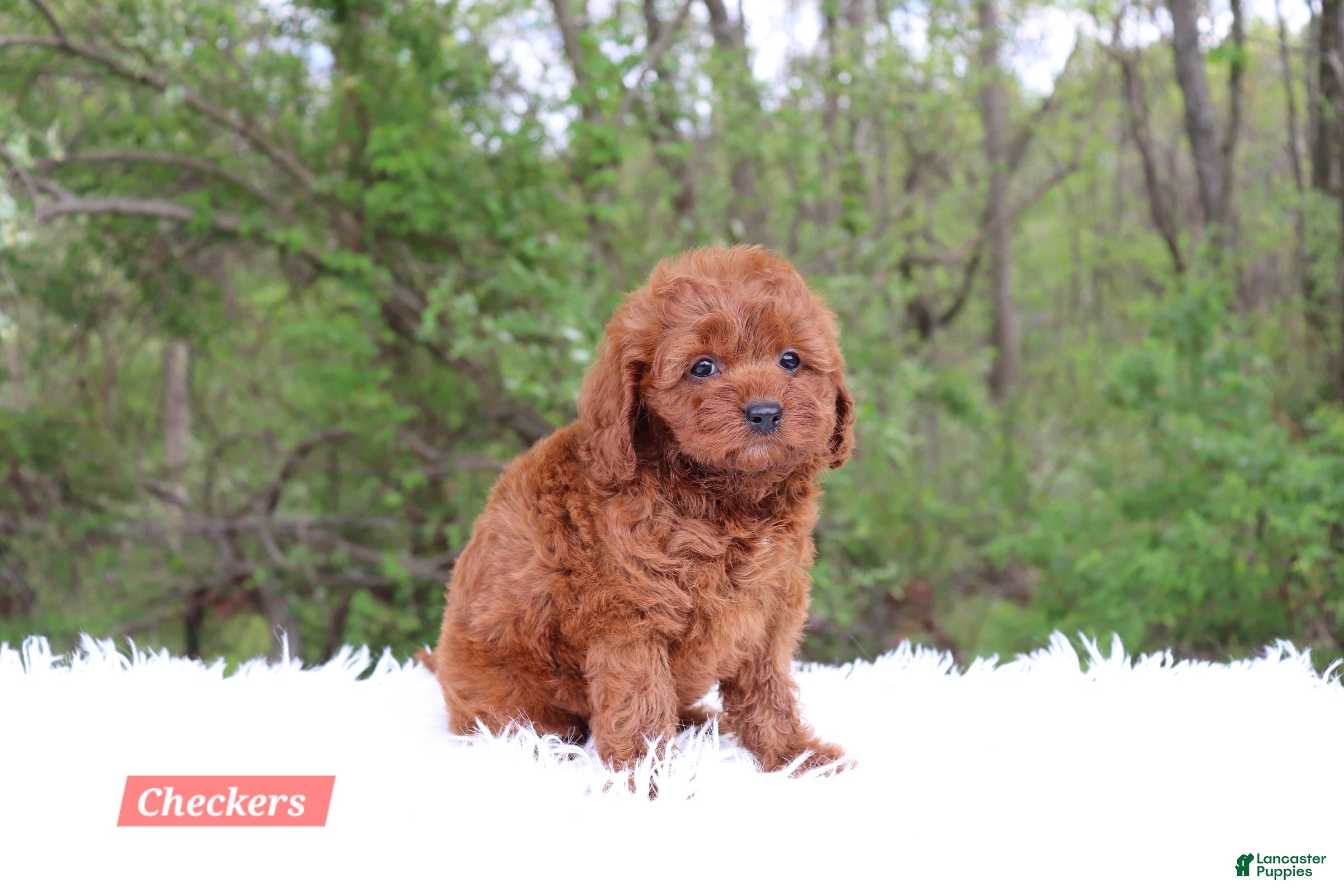 Cavapoo dogs for sale: Checkers  - Ad 3