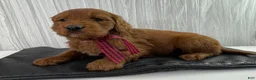 Goldendoodle dogs for sale: Kash - Ad 4