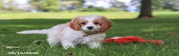 Cavapoochon dogs for sale: Kobe - Ad 8
