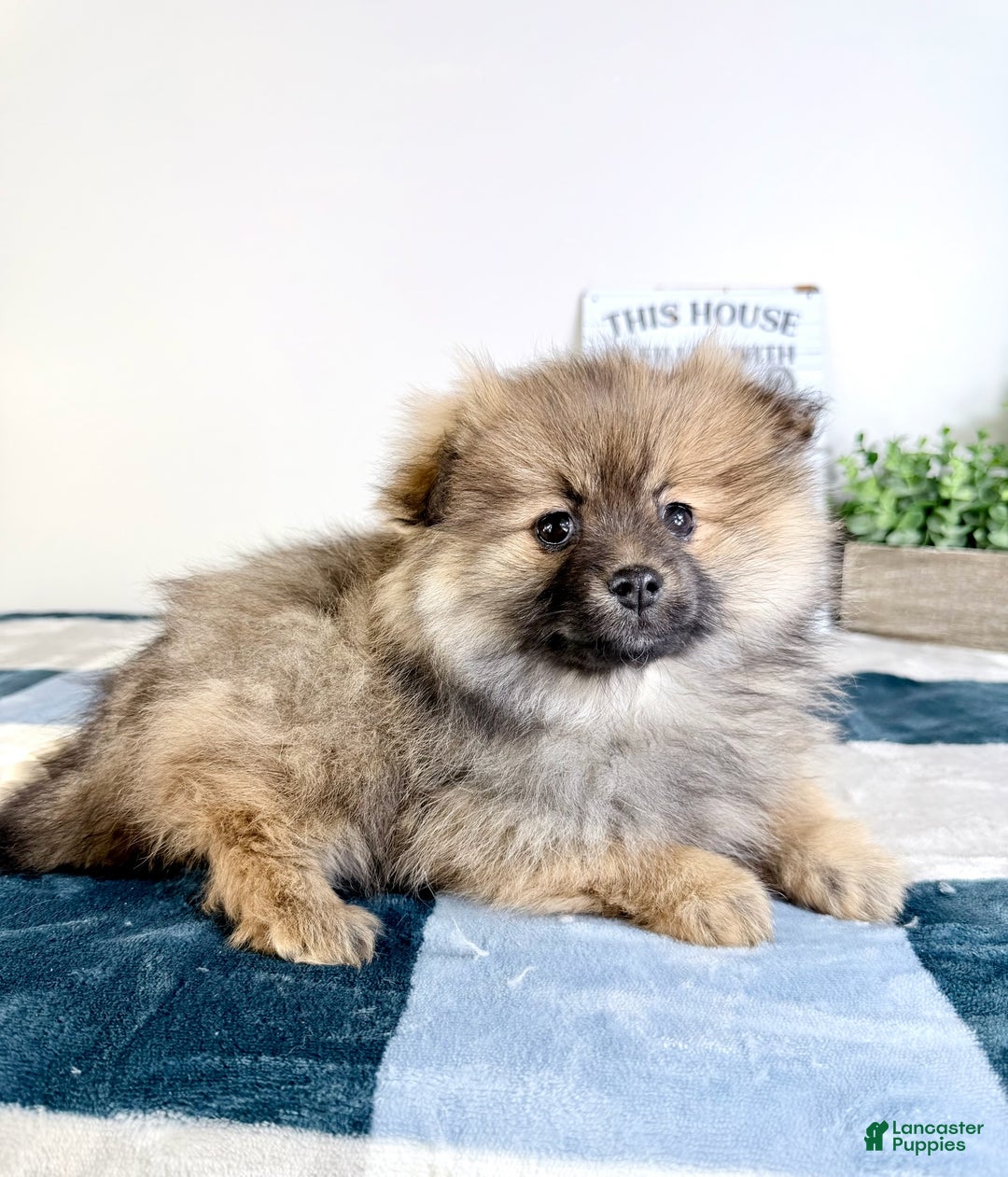 Pomeranian dogs for sale: Princeton  - Ad 1