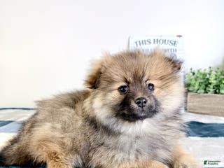 Pomeranian dogs Princeton - Ad 29