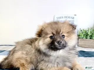 Pomeranian dogs Princeton - Ad 16