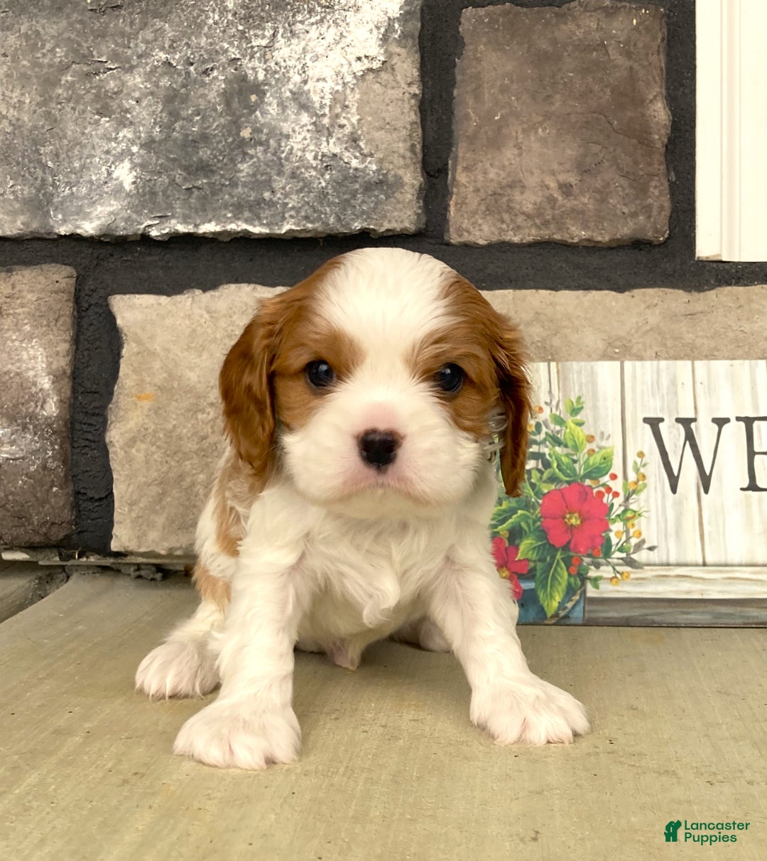 Cavalier King Charles Spaniel dogs for sale: Buddy - Genetic Tested Parents - Ad 9
