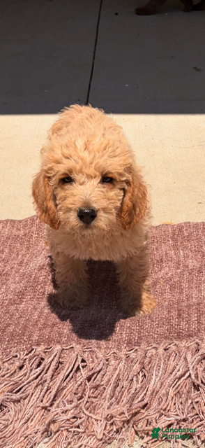 Labradoodle dogs Labradoodle 2 - Ad 1