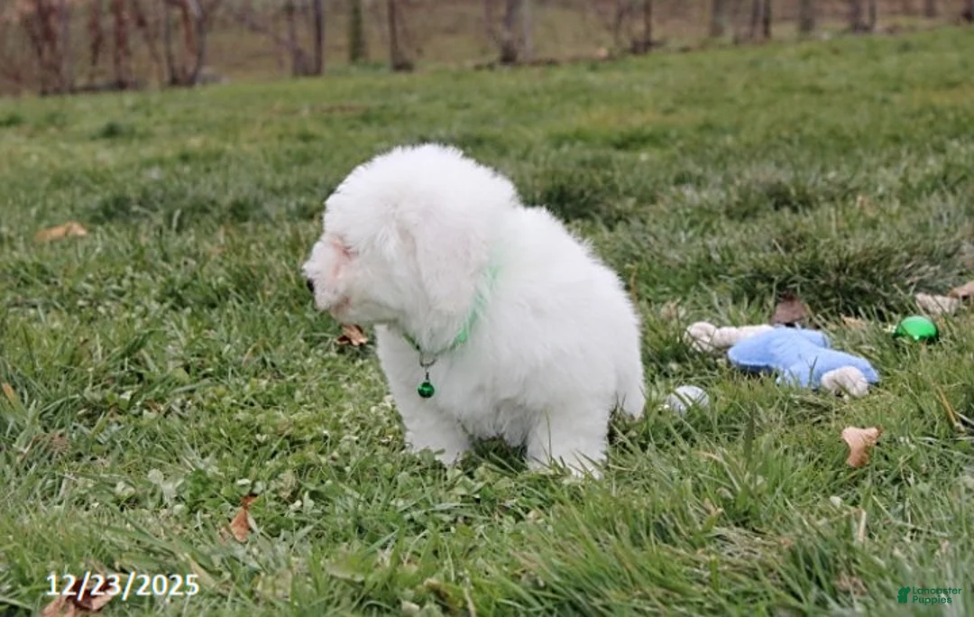 Bichon Frise dogs for sale: Rory - Ad 20