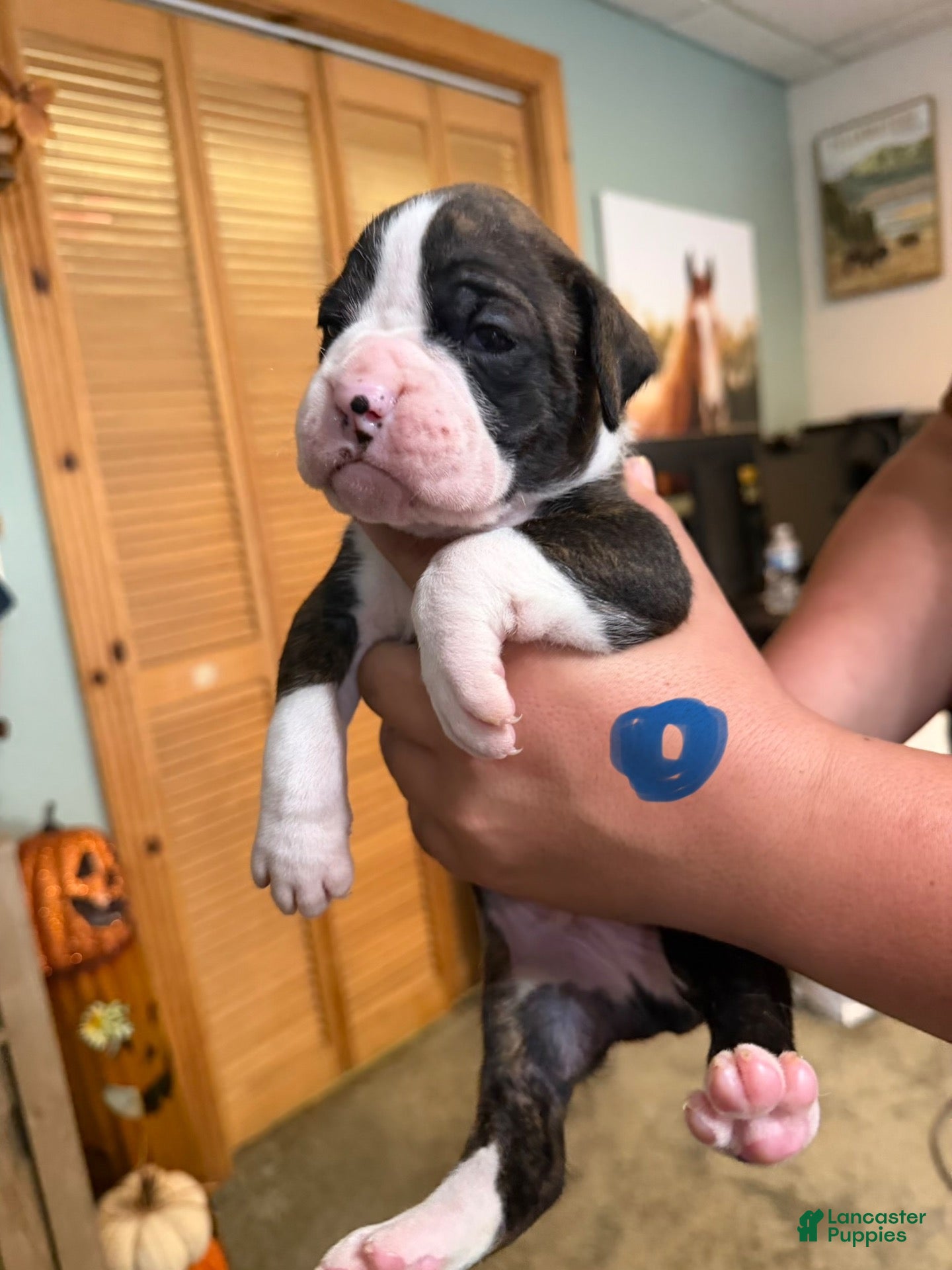 Boxer