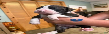 Boxer 4