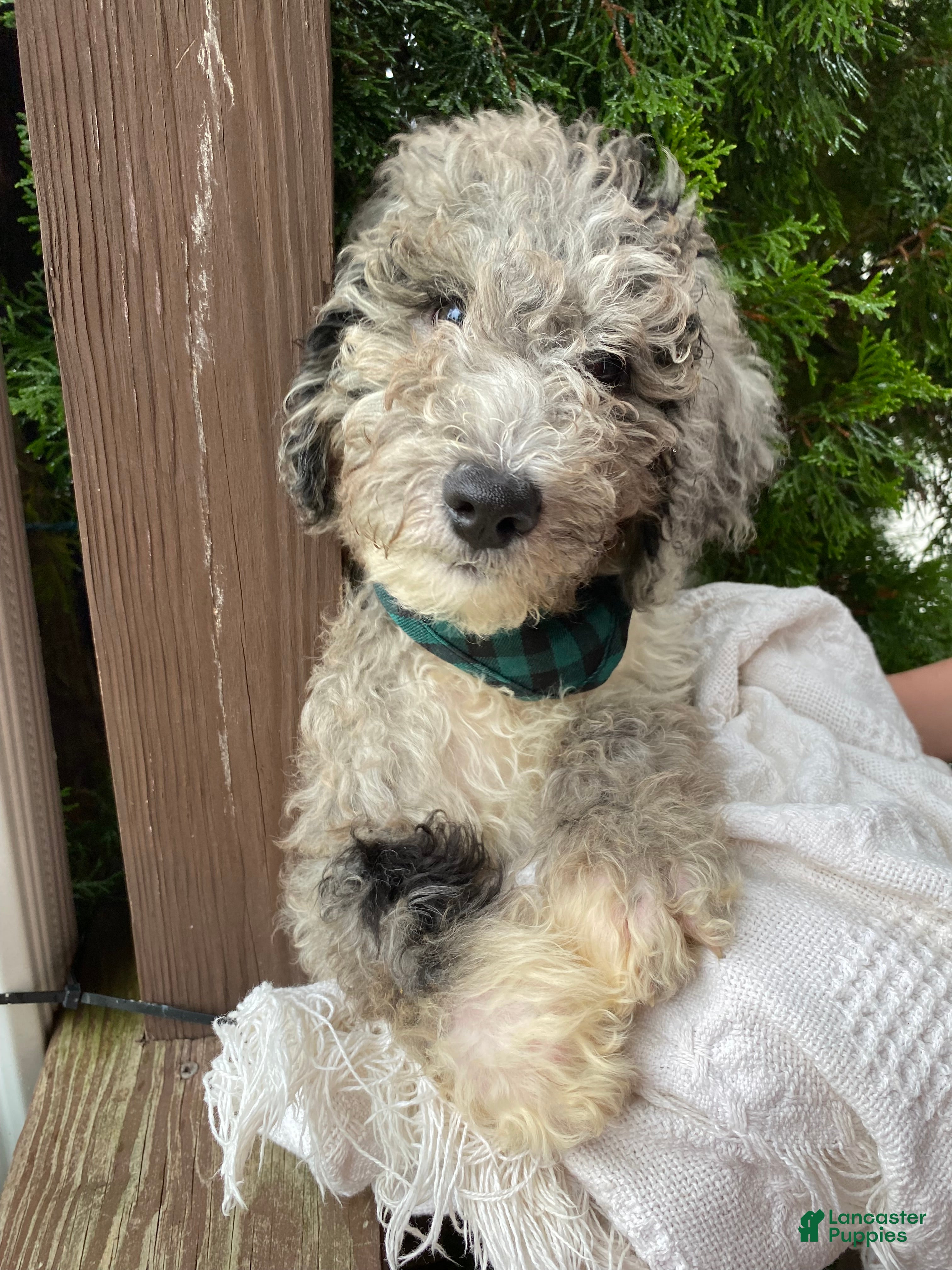 Aussiedoodle dogs Aussiedoodle 3 - Ad 28