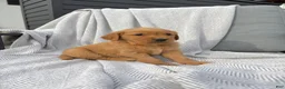 Golden Retriever dogs for sale: Zion (orange collar) - Ad 6