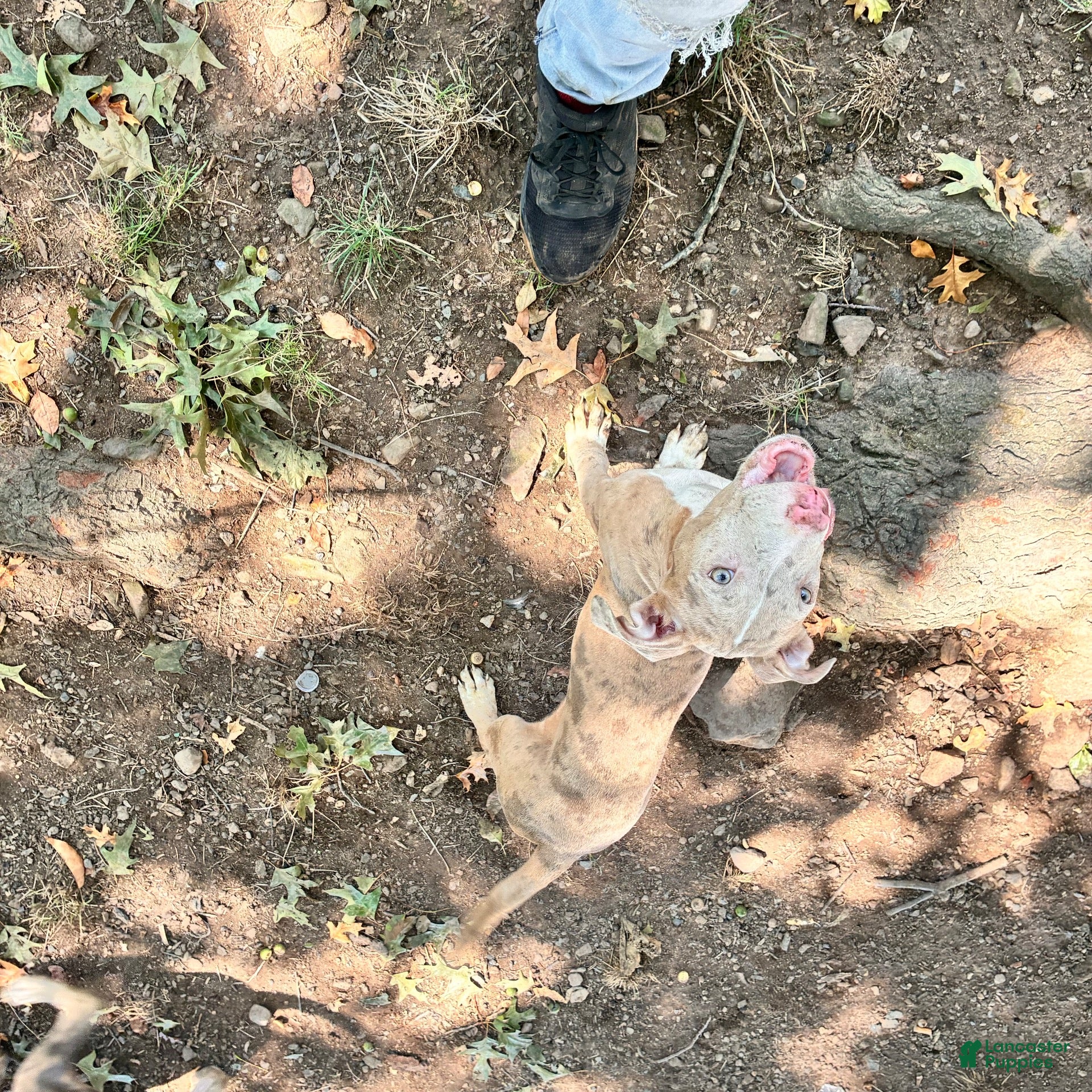 Mixed Breed dogs Mixed Breed 1 - Ad 35