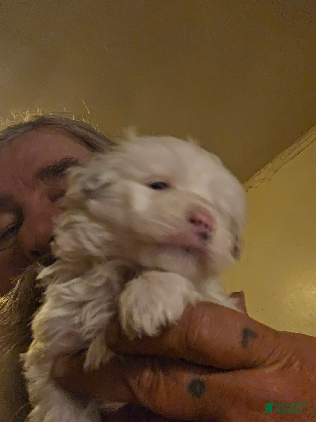 Pomapoo dogs for sale: Pomapoo Puppy 1 - Ad 1