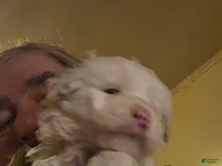 Pomapoo dogs Pomapoo Puppy 1 - Ad 25