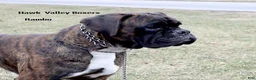 Boxer dogs for sale: Dakota- Champ lines - Ad 4
