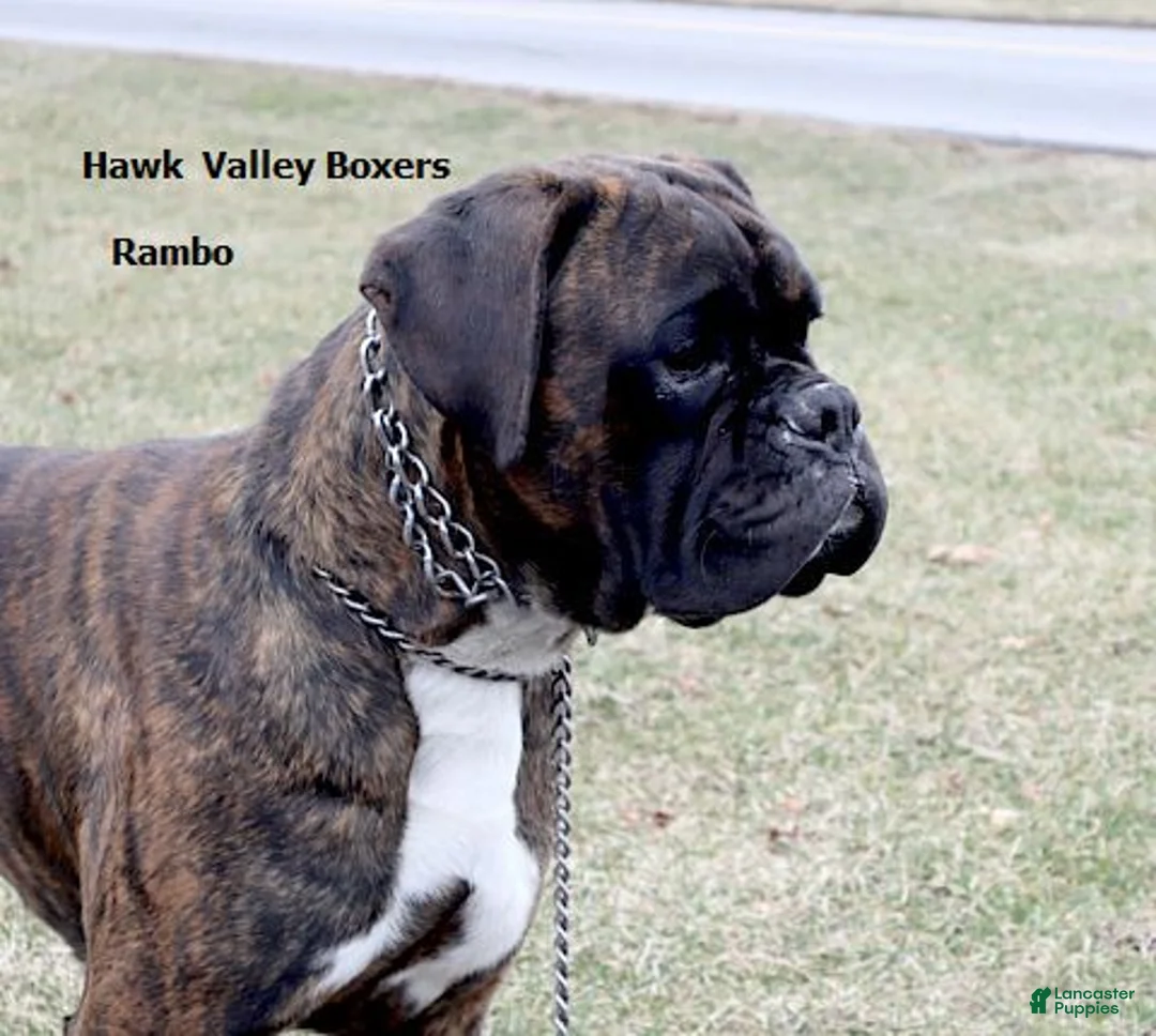 Boxer dogs for sale: Dakota- Champ lines - Ad 4