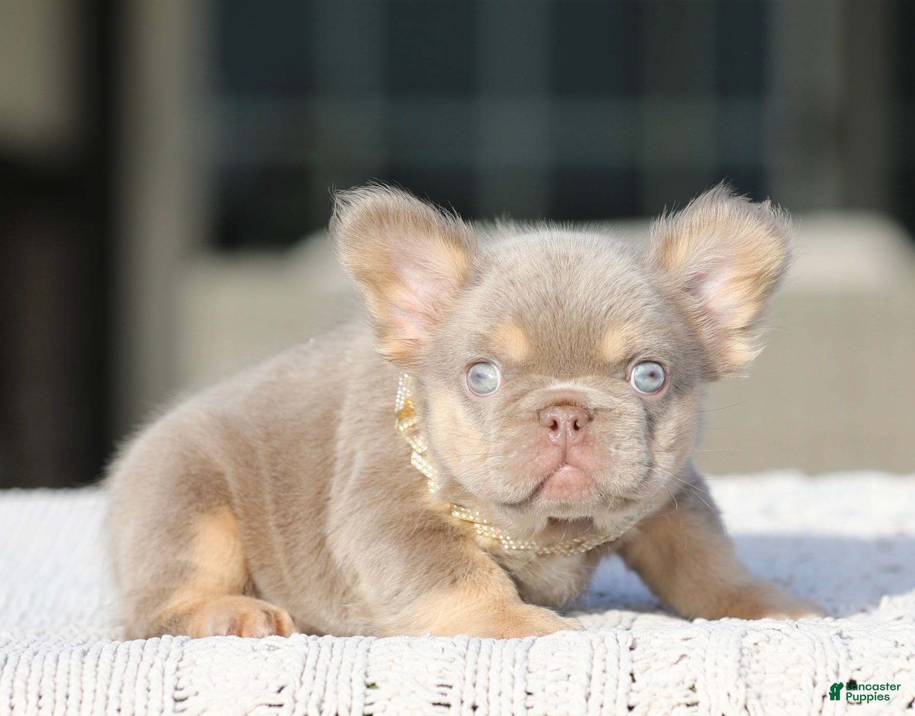 French Bulldog dogs for sale: French Bulldog Puppy 1 - Ad 2