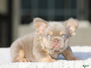 French Bulldog dogs for sale: French Bulldog Puppy 1 - Ad 2
