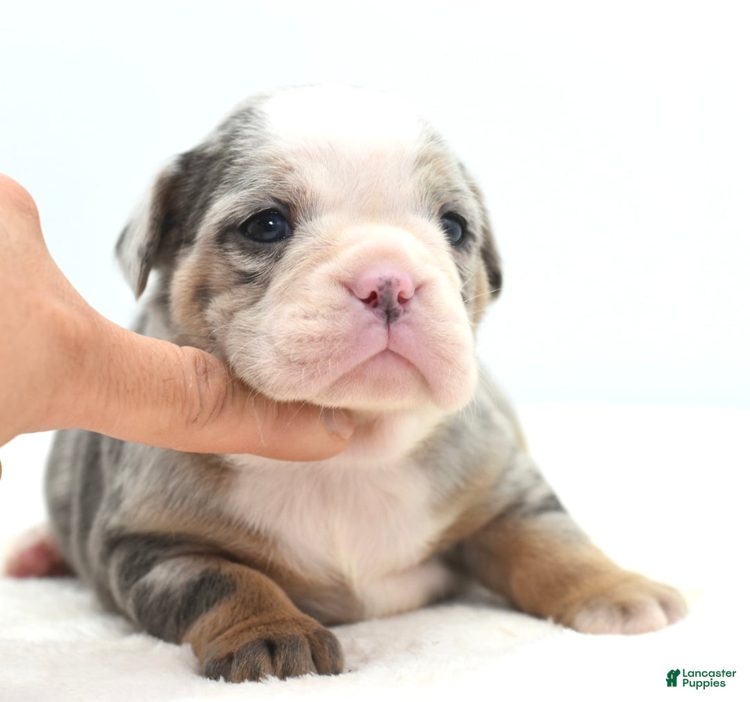 Mixed Breed dogs for sale: Aqua blue koi  - Ad 15