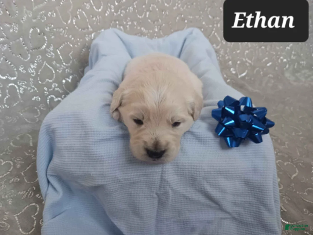 Golden Retriever dogs for sale: Ethan - Ad 1