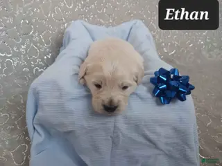 Golden Retriever dogs for sale: Ethan - Ad 1