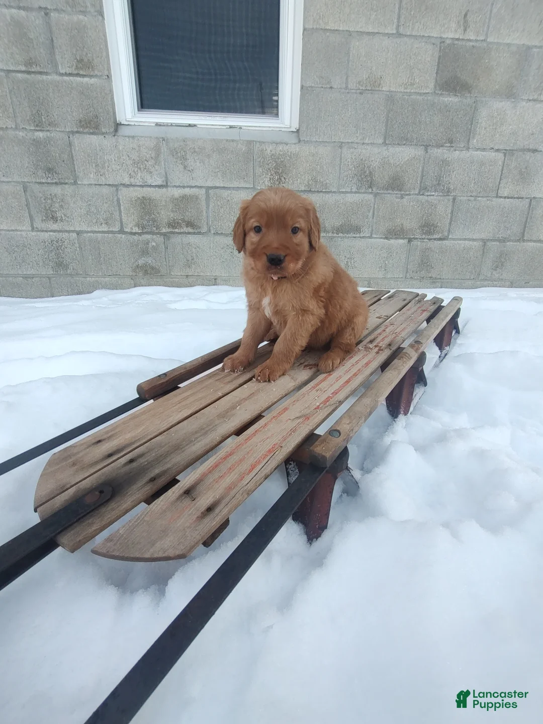 Mixed Breed dogs for sale: Jace - Ad 8