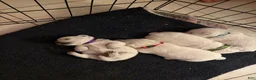 West Highland Terrier dogs for sale: Dora - Ad 6