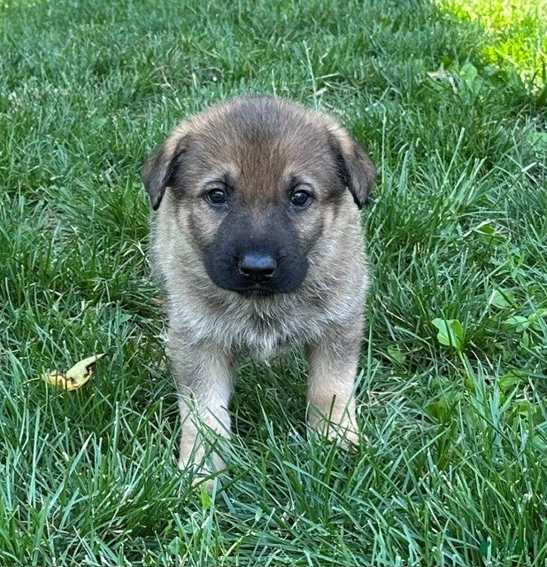 German Shepherd dogs German Shepherd 2 - Ad 1