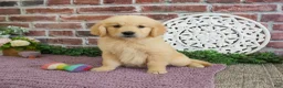 Golden Retriever dogs for sale: Gabriella - Ad 6