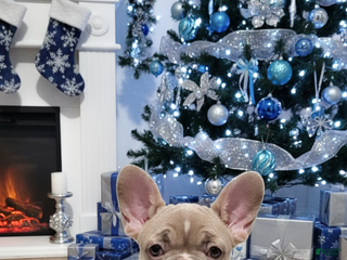 French Bulldog dogs KNOCKOUT ❌️ EAST BAYS FRENCHIES ROXY - Ad 12