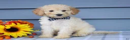 Goldendoodle dogs for sale: Oscar - Ad 7