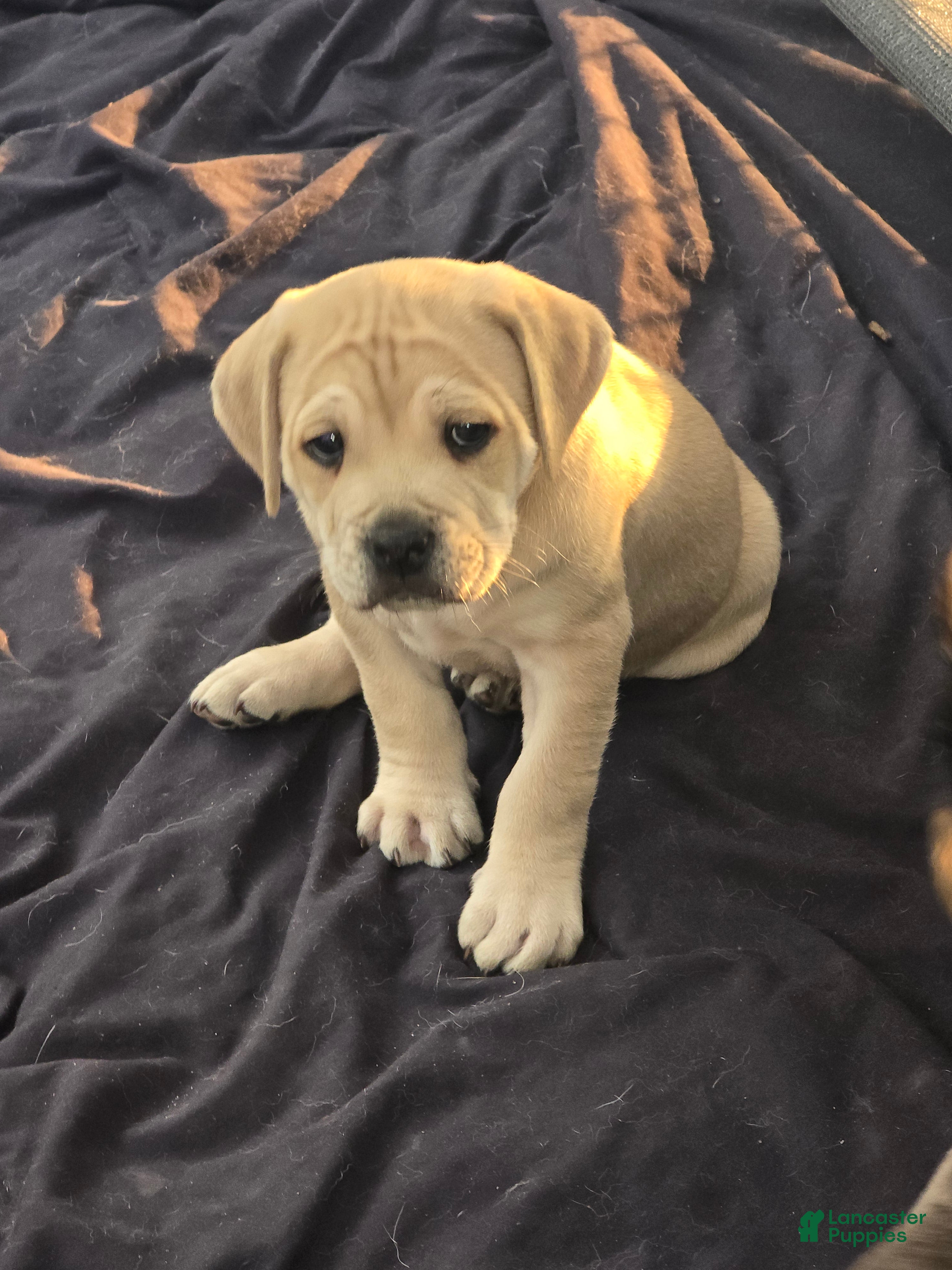 Mixed Breed dogs Mixed Breed 2 - Ad 1