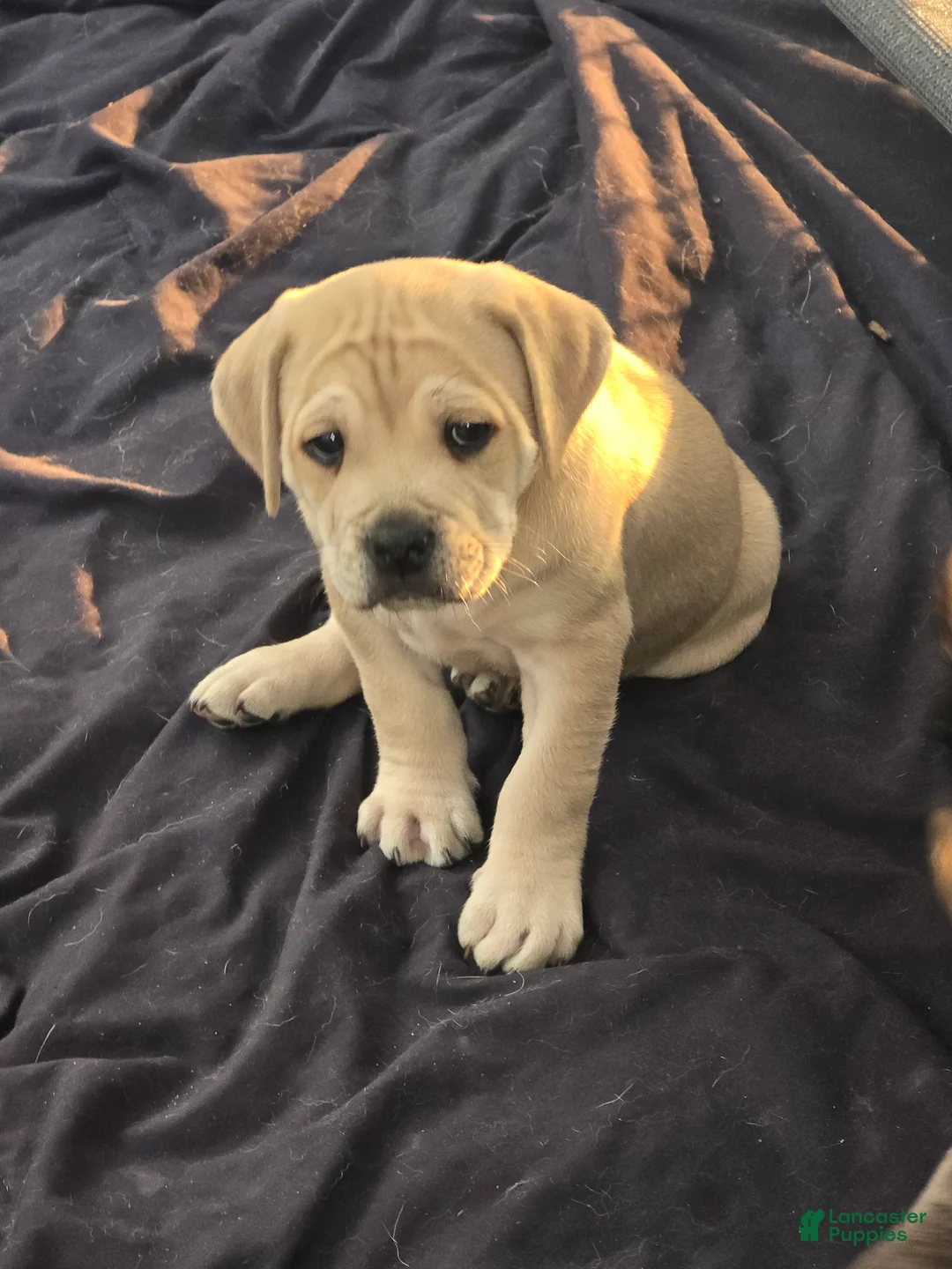 Mixed Breed dogs for sale: Mixed Breed 2 - Ad 1