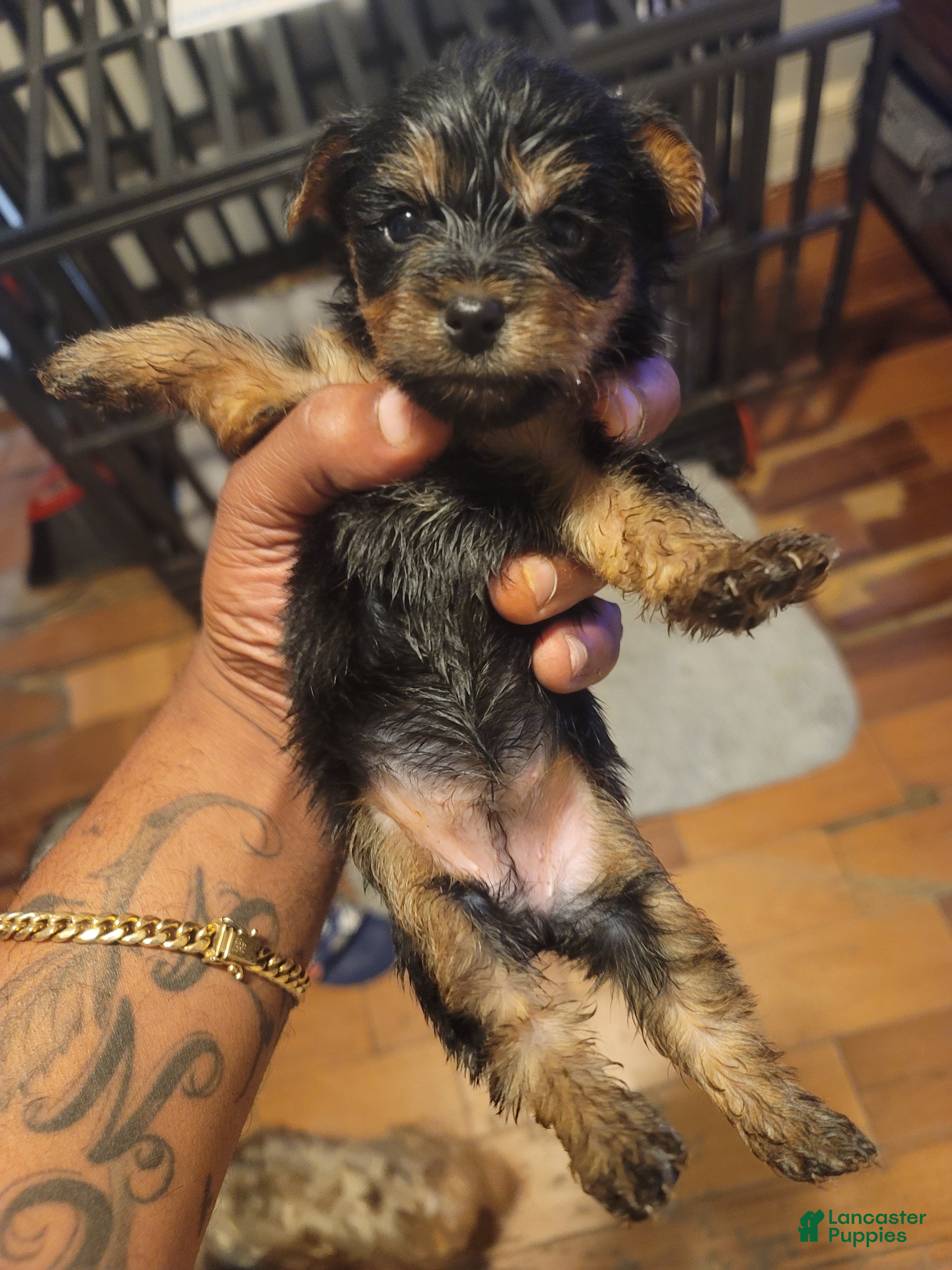 Olx Portugal Yorkshire Toy Olx Silky Terrier Puppies For Sale In