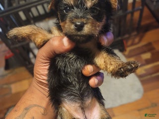 Silky Terrier dogs - Ad 4