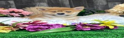 Shiba Inu dogs for sale: Isabella  - Ad 4