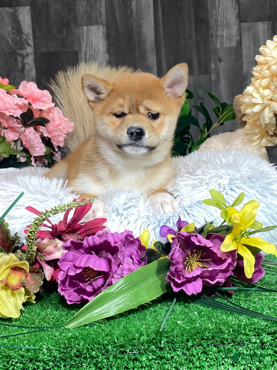 Shiba Inu dogs for sale: Isabella  - Ad 4