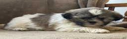 Shih Tzu dogs for sale: Rosy - Ad 7