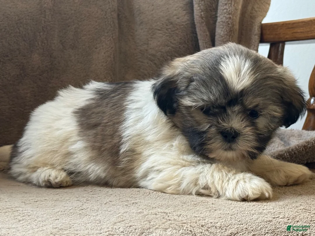 Shih Tzu dogs for sale: Rosy - Ad 7