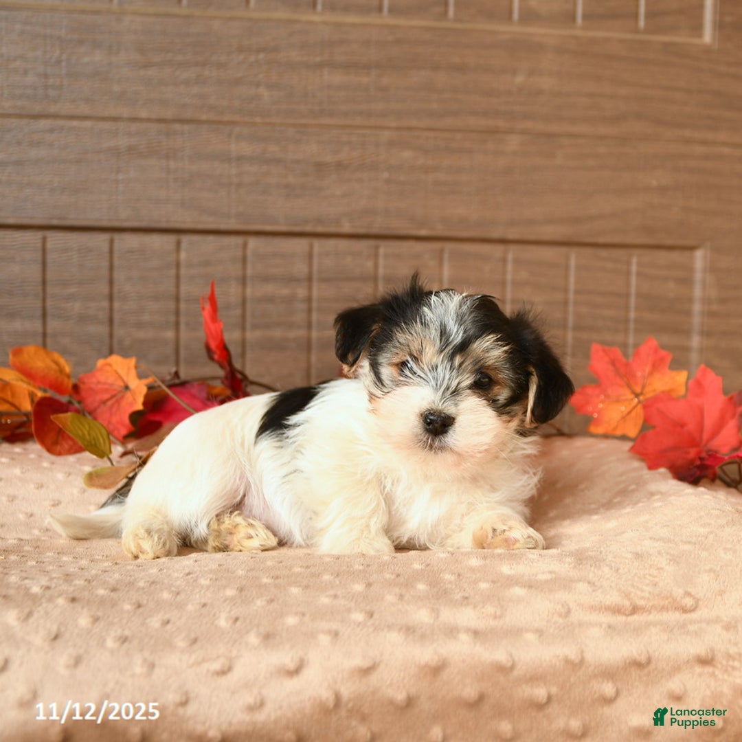 Morkie dogs for sale: Jasper - Ad 3
