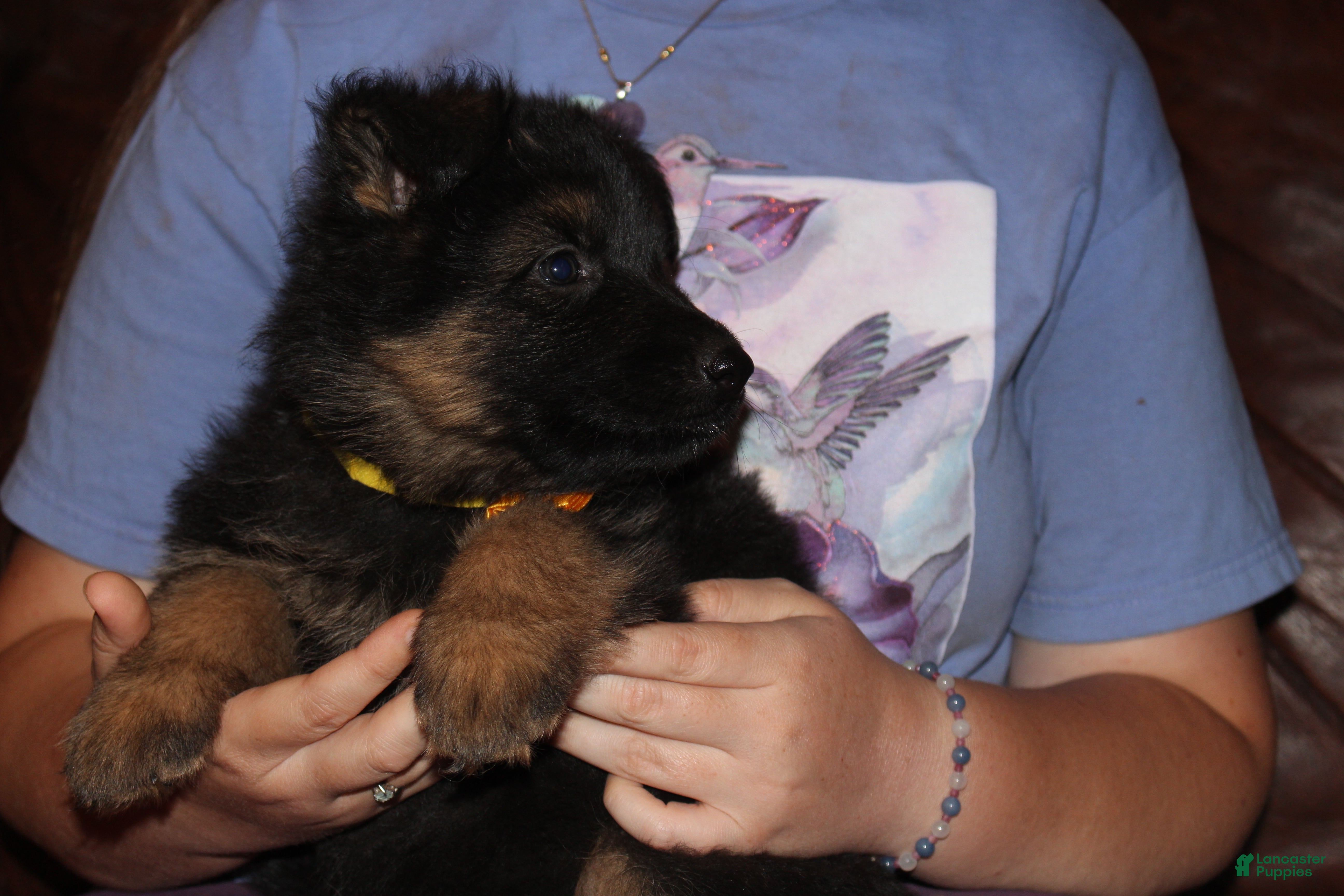 German Shepherd dogs Carla, yellow collar - Ad 2