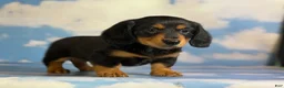 Miniature Dachshund dogs for sale: Akc Kinder LH OFA PRA clear Chocolate carrier  - Ad 6