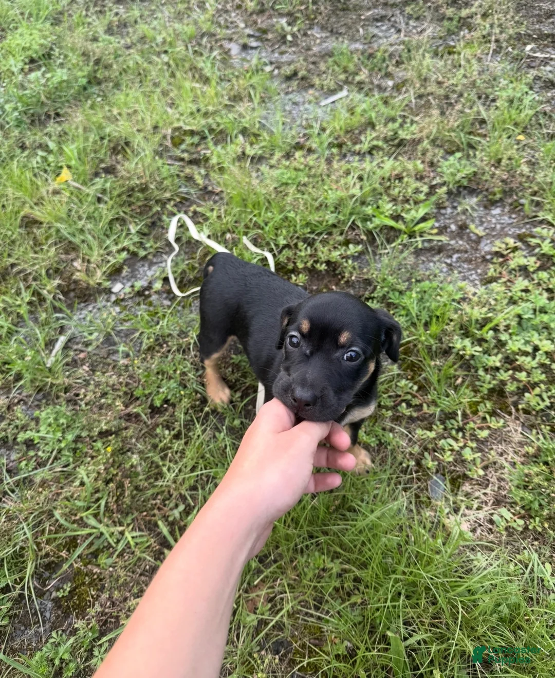 Mixed Breed dogs for sale: Mixed Breed 3 - Ad 1