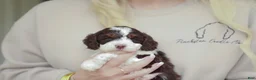 Bernedoodle dogs for sale: Rookie - Ad 2