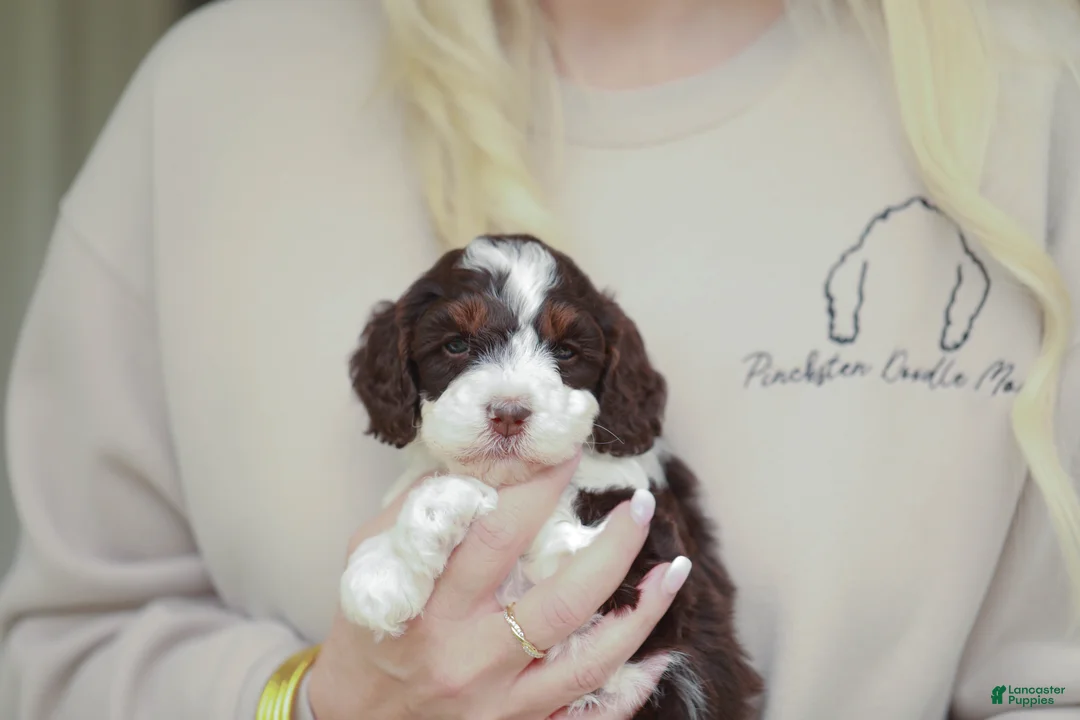 Bernedoodle dogs for sale: Rookie - Ad 2