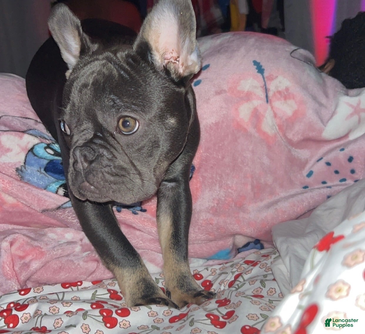 French Bulldog dogs Blaze - Ad 38