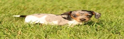 Miniature Dachshund dogs for sale: Baxter - Ad 1