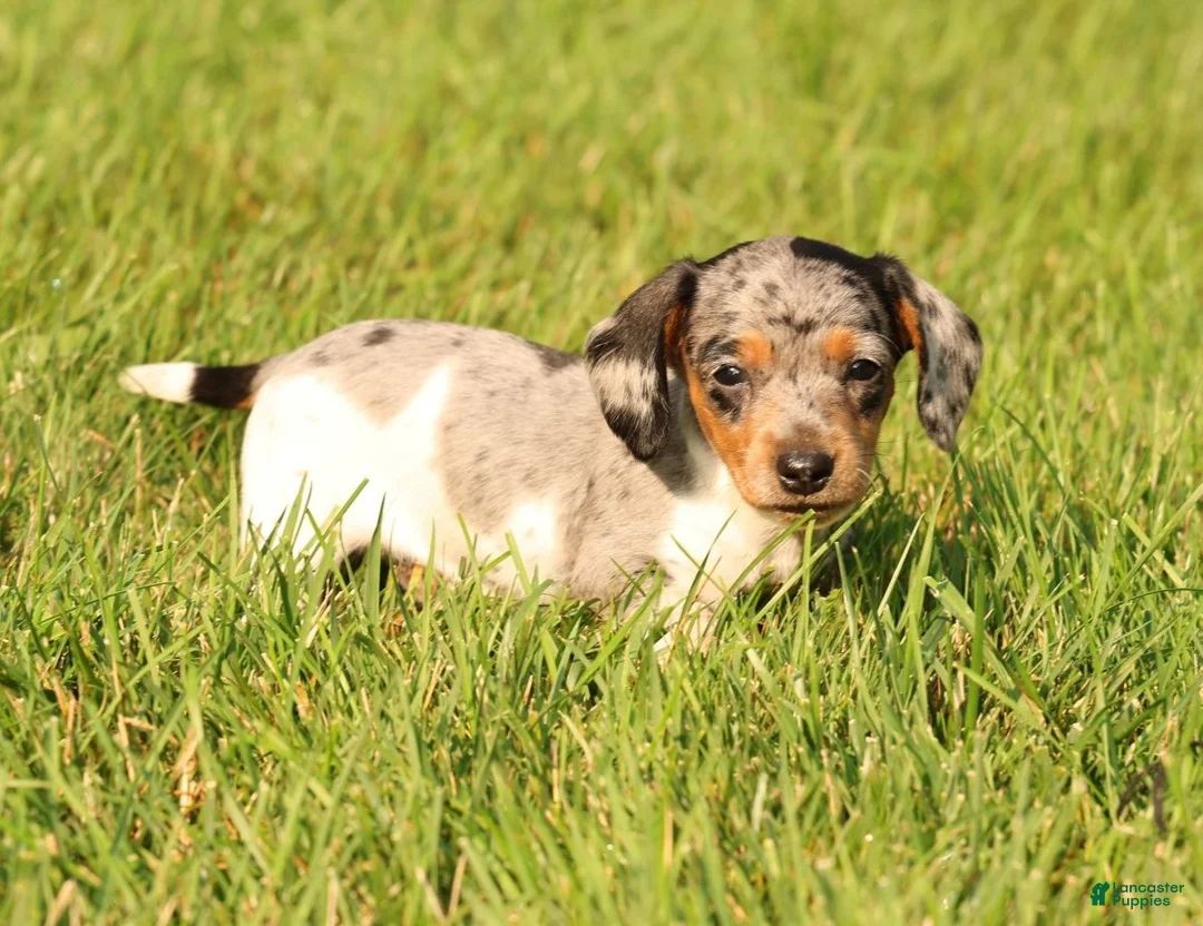 Miniature Dachshund dogs for sale: Baxter - Ad 1
