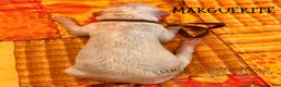 Mixed Breed dogs for sale: Marguerite - Ad 2