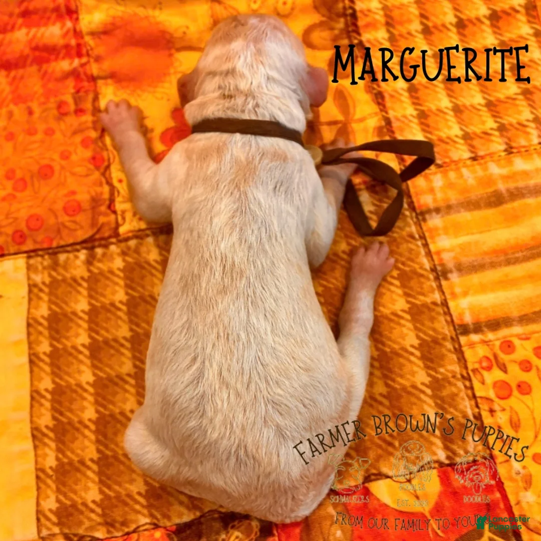 Mixed Breed dogs for sale: Marguerite - Ad 2