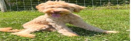Goldendoodle dogs for sale: Goldendoodle Puppy 1 - Ad 2