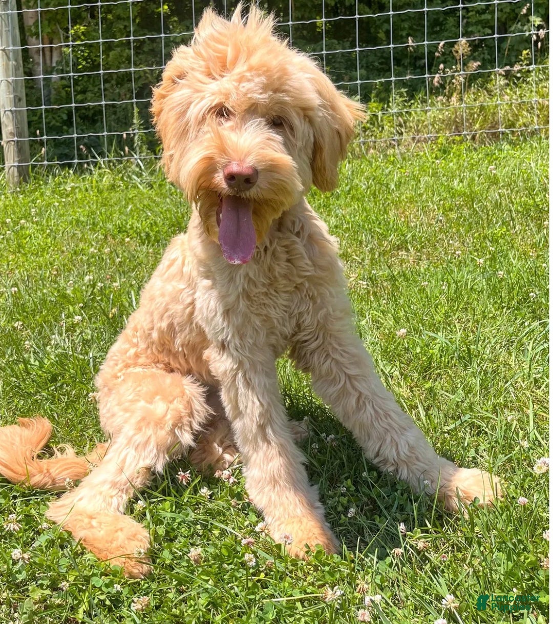 Goldendoodle dogs for sale: Goldendoodle Puppy 1 - Ad 2